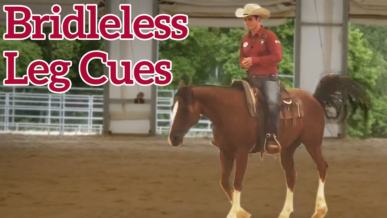 Leg Cues for Riding Bridleless YouTube