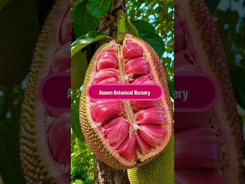 Rare Pink Jackfruit Grafted Plant | #PinkJackfruit  #GraftedPlant  #Shorts #YouTubeShorts #Trending