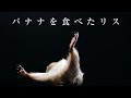 初めてバナナ食べたリス【リチャードソンジリス】