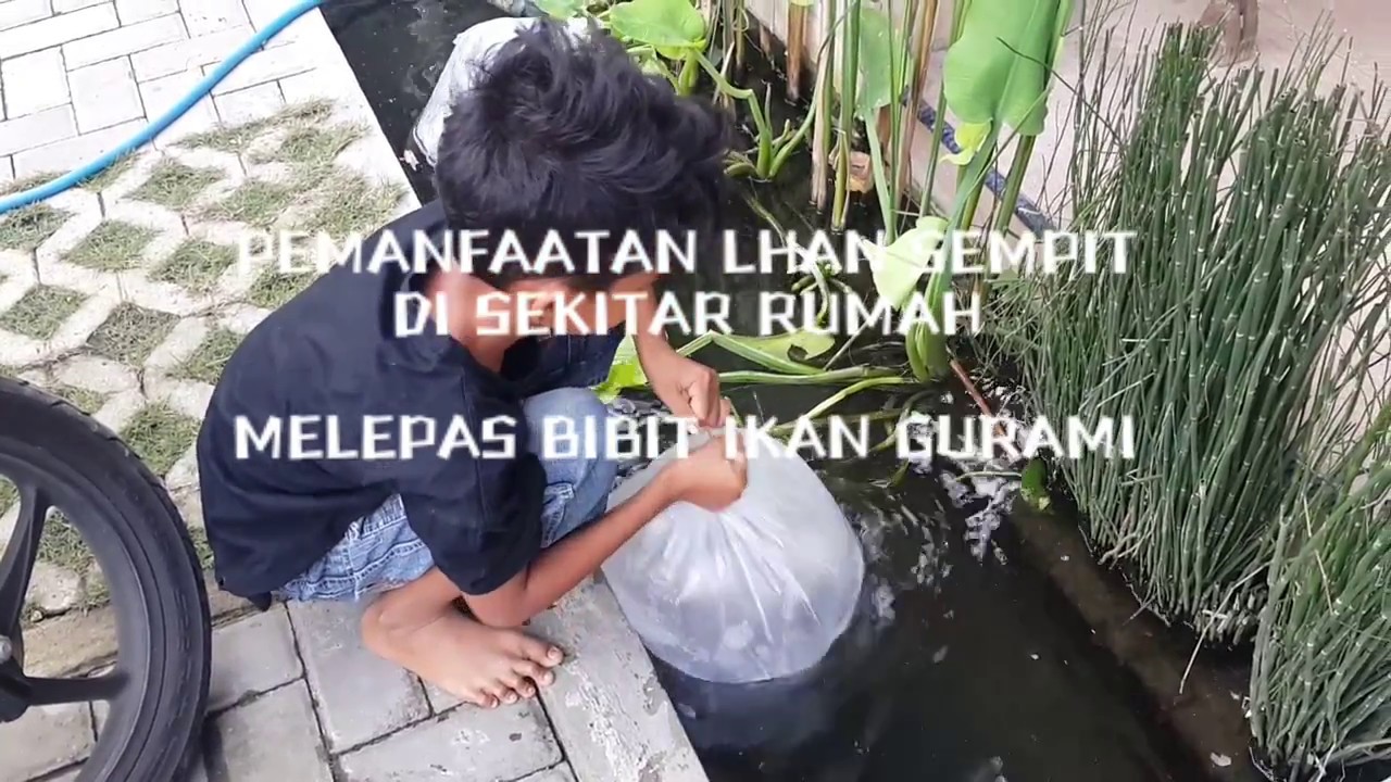 PEMANFAATAN LAHAN SEMPIT SEKITAR RUMAH Tebar Benih Ikan Gurami YouTube