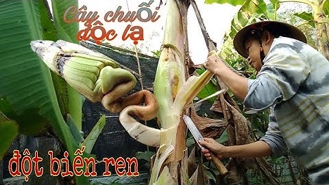 Cây chuối độc lạ có siêu phẩm  ở trong lòng từ giữa thân cây. Bá Hiếu TV: