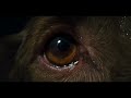 映画『GOOD BOY／グッド・ボーイ』予告編