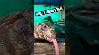 Tegus are always so curious !! #reptile #lizard #tegu #animal #turtle #caiman #exotic #youtubeshorts