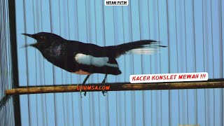 Kacer Konslet Malam Hari, Bikin KACER Lain Auto Ikut Respon !!!