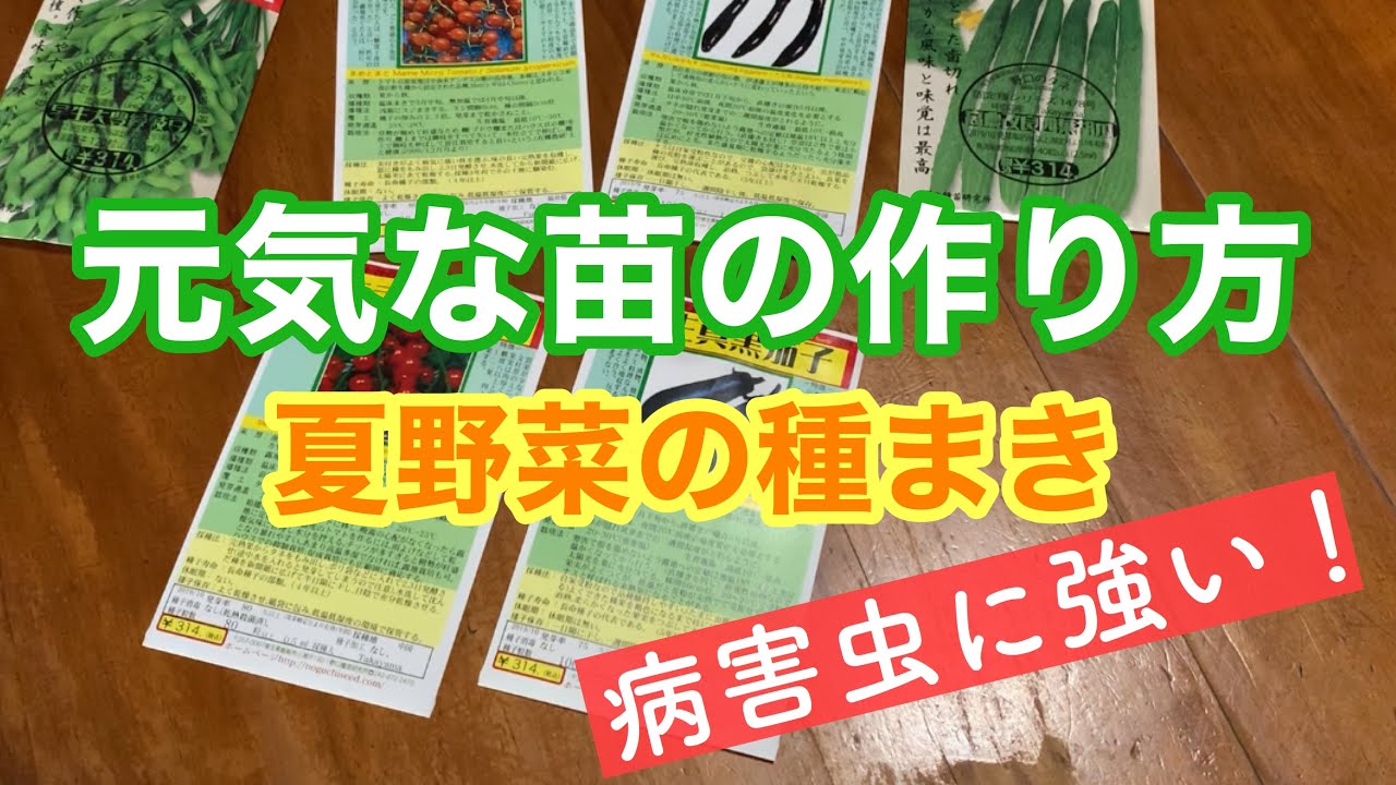 夏野菜の種まき 元気な苗の作り方 第4回やさいのじかん Youtube 夏野菜の種まき 元気な苗の作り方 第4回やさいのじかん Youtube