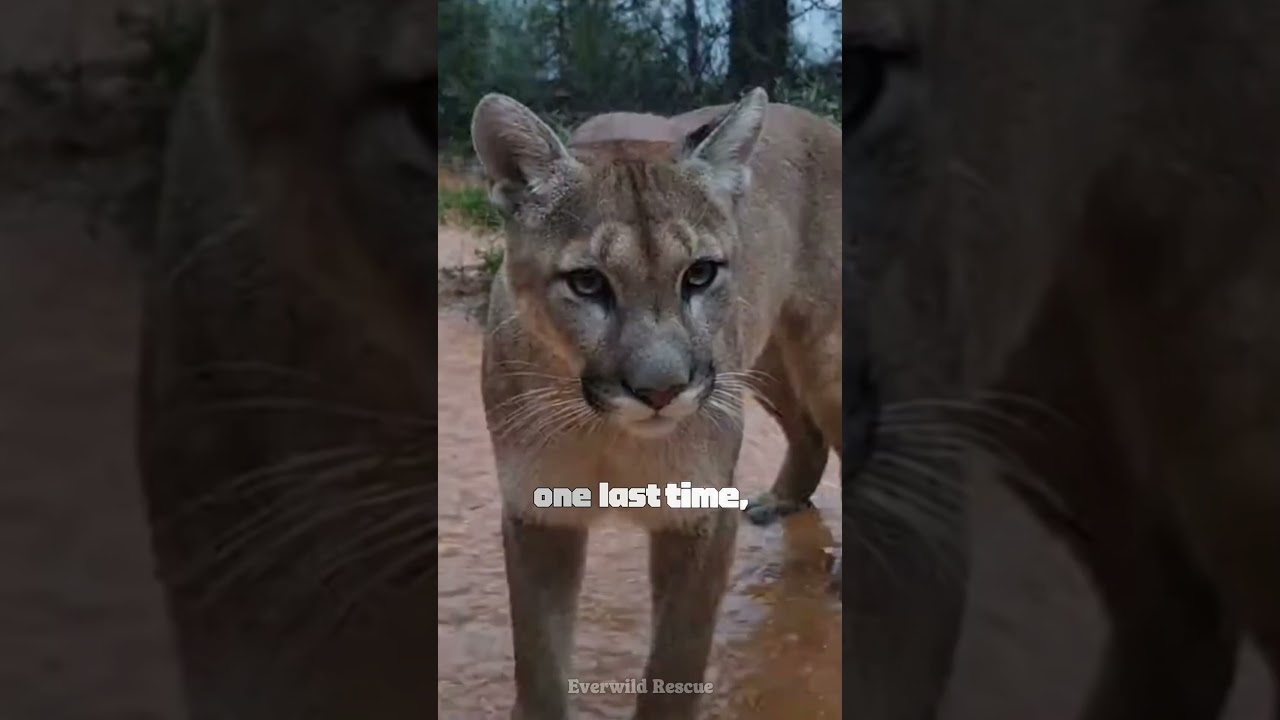 This Mountain Lion Was Stranded On His Roof🦁💔 