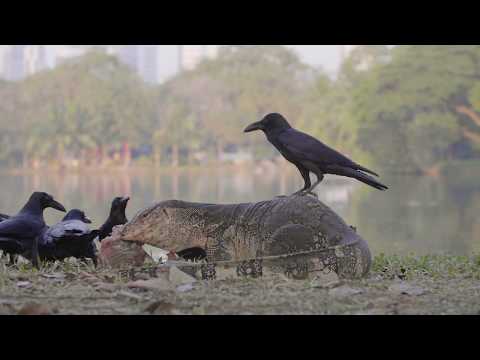 Crow Standing On A Komodo Dragon