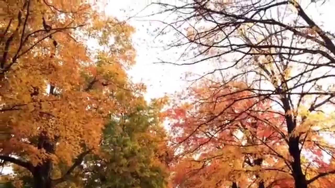 Maplewood Cemetery Harrison, Arkansas October 27, 2014 YouTube