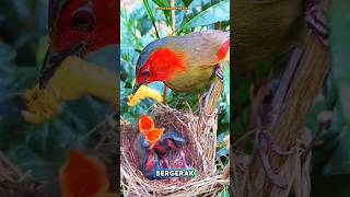 Momen Indah Saat Induk Burung Memberi Makanshorts burung duniaburung