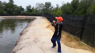 Tiger 5 - Game Fishing [Ken vs Gaint Grouper]