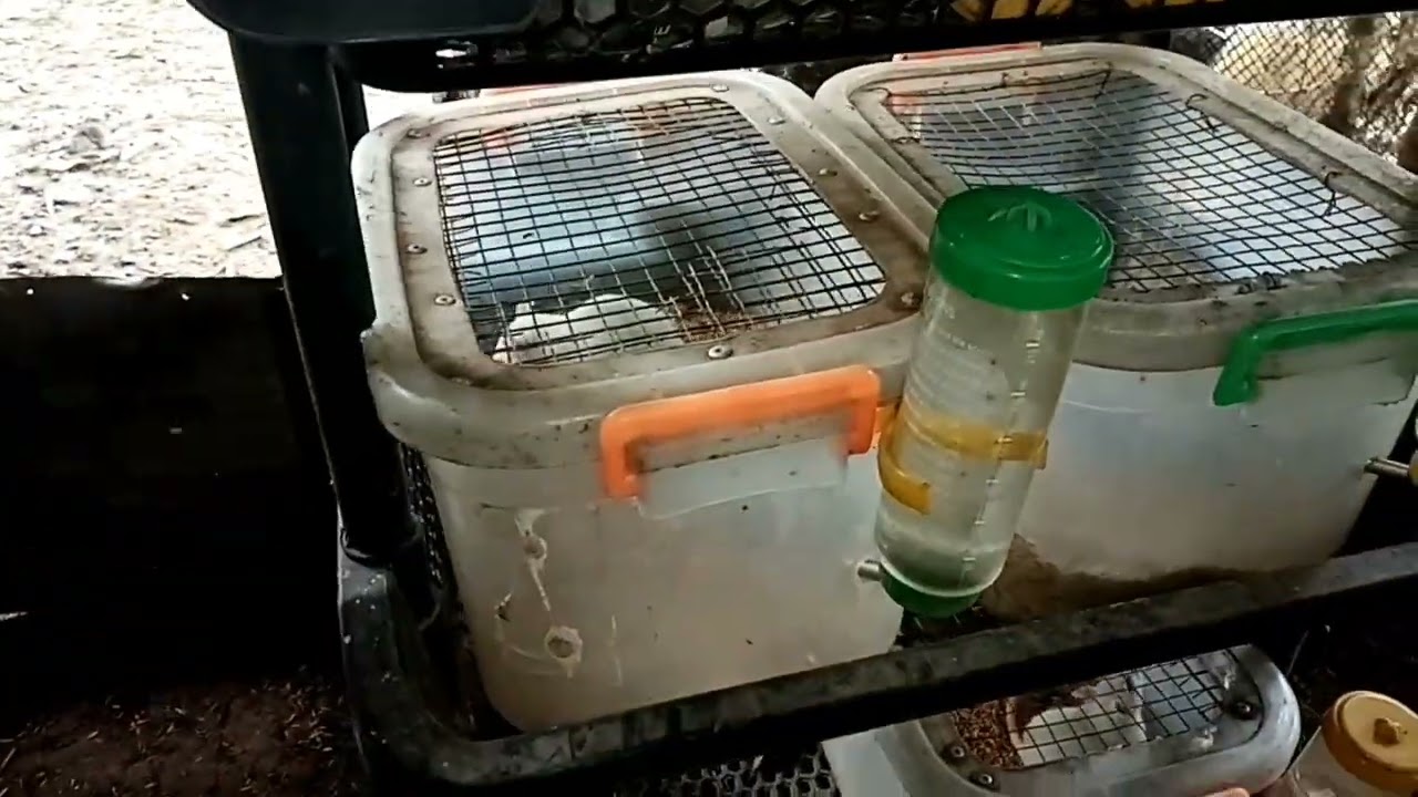 how to breed rats efficiency