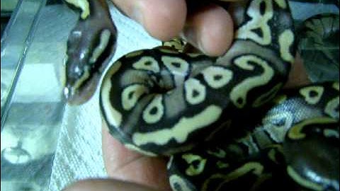 Brian Gundy Shares Outcome Of First Ball Python Clutch Of 2011 Season
