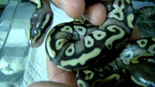 Celebrity Brian Gundy Shares Outcome Of First Ball Python Clutch Of 2011 Season Profile