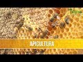 Como Desarrollar un Proyecto Apicola Artesanal - TvAgro por Juan Gonzalo Angel