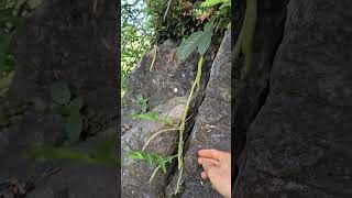 wild orchidsRare wild orchids #junglelife