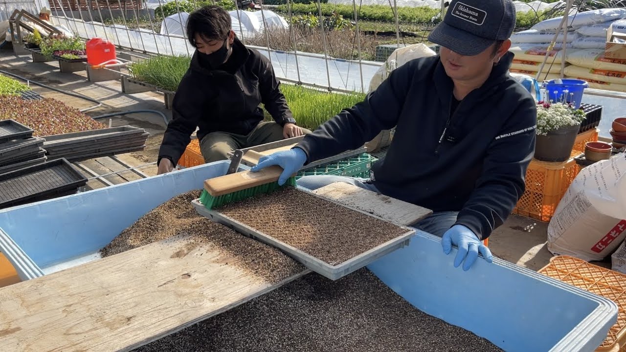 夏秋どり長ネギ栽培の種まきが始まりました　21/12/22