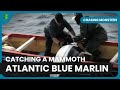 The atlantic blue marlin  chasing monsters  nature  adventure documentary