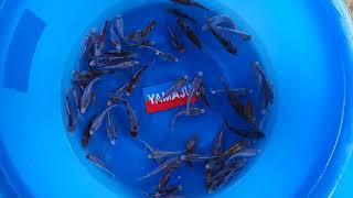 Yamaju 14-18 WCB mix