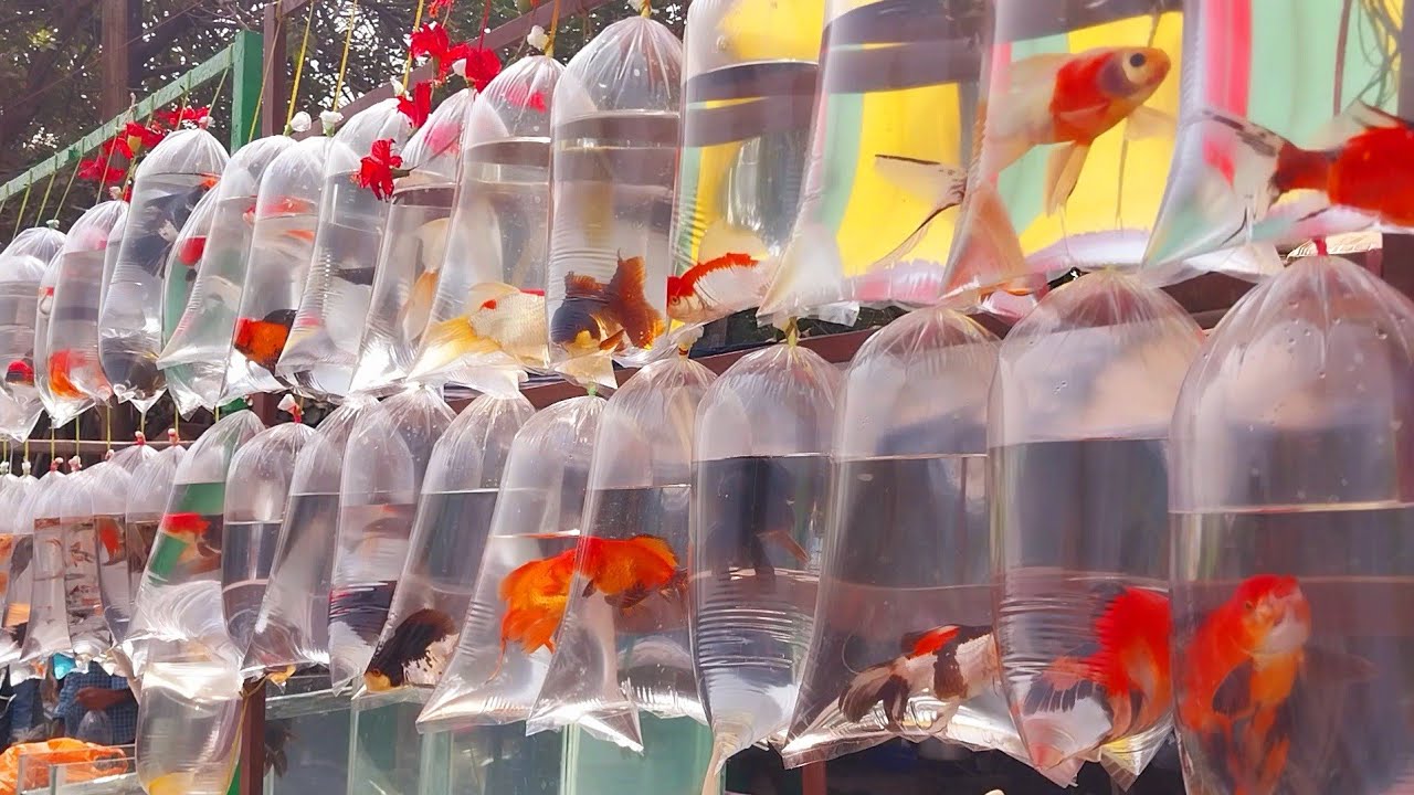 Fish Market | Galiff Street Fish Market Kolkata | Cheapest price | Recent Aquarium Fish Price Update