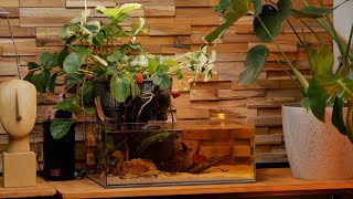 Strawberry tank for my new Betta fish