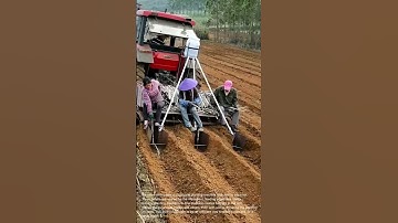 Sugarcane Planting Machine in Action: Efficient Farming Technology