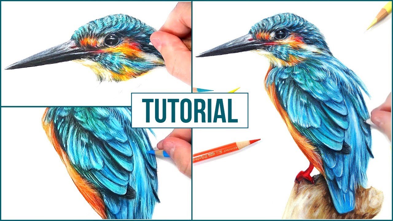 How to Draw a Realistic Bird using Coloured Pencils Step by Step