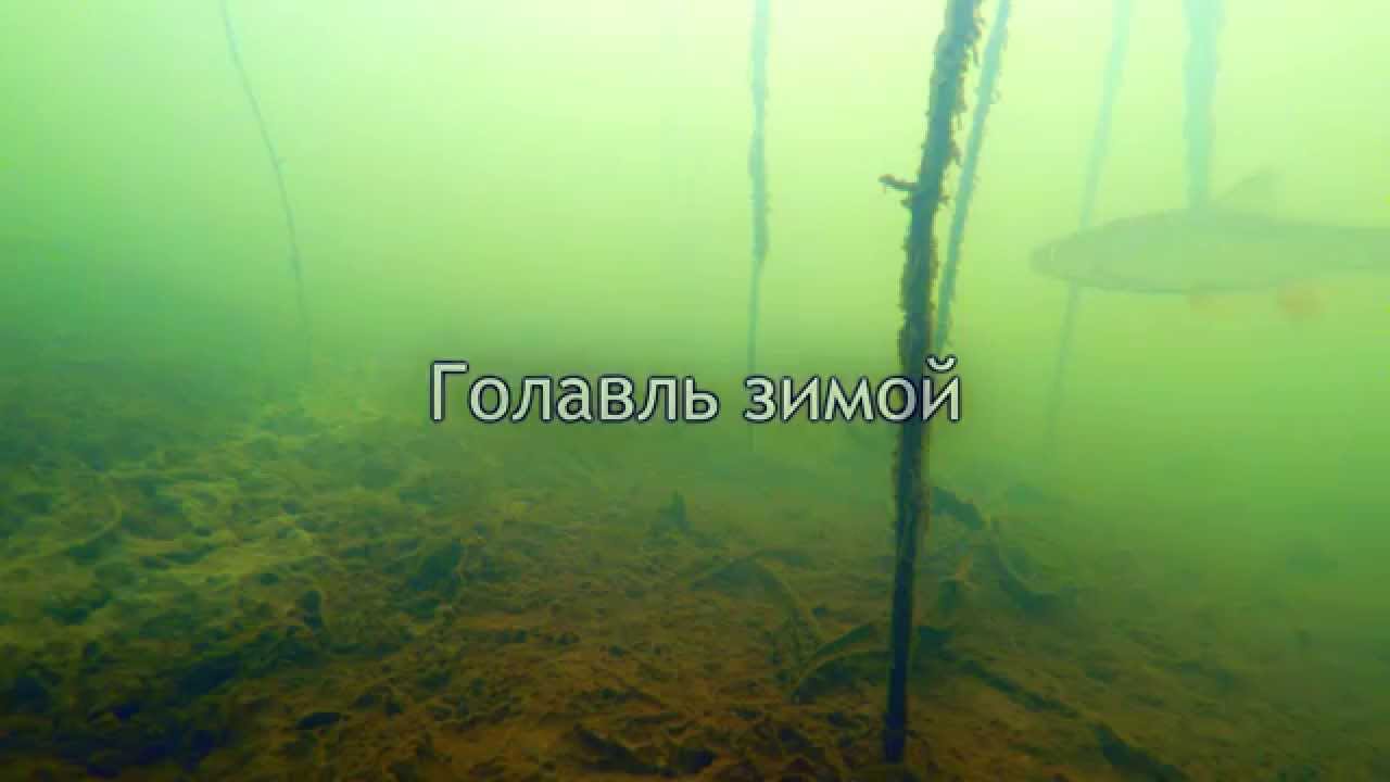 Голавль Зимой, Подводное Видео