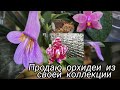 О происходящем Много нового Зацвели новинки Phal.Star's Humble Lady/ Phal. YH 0251