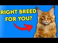 Is The MAINE COON The Right Breed For You? Find Out Now!