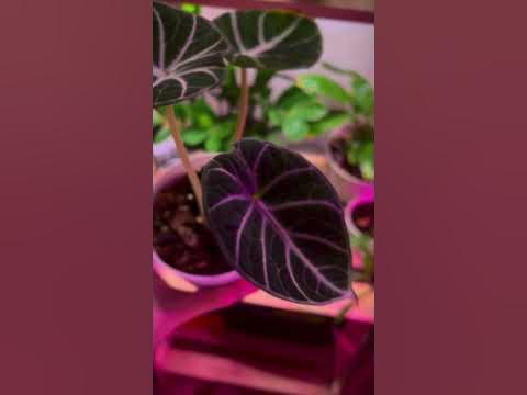 Алоказия ниндзя 🥷 #алоказия #домашниерастения #растения #plants - YouTube