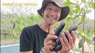 Terong sambung pucuk VS Terong biasa. Produktif yang mana?