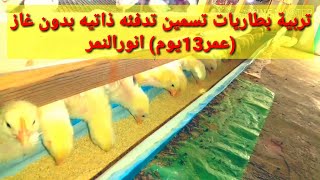 بطاريات تسمين تدفئه ذاتيه بدون غاز   ( عمر13 يوم)