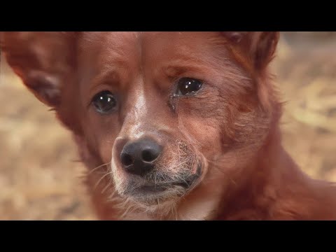 母親代わりだった牛との別れに悲しみ涙を流す犬。その後、誰も予想しなかったことが起こる【感動】