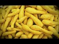 How to grow crookneck squash yellow squash