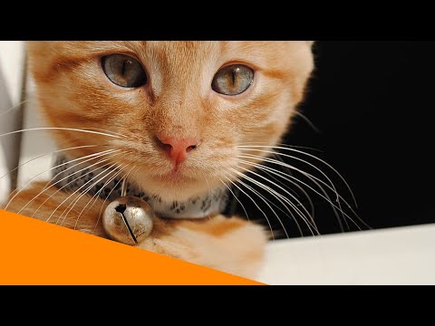 Video: Wie Wählt Man Ein Halsband Für Eine Katze?