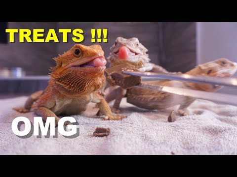 bearded-dragon-eating-"valentine-chocolate"-??-bearded-dragon-spa-day-2-!!