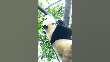 Rare Footage of Baby Giant Panda Climbing Tree for the First Time!