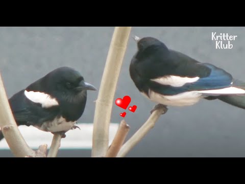 Video: Magpies yuvaları yok eder mi?
