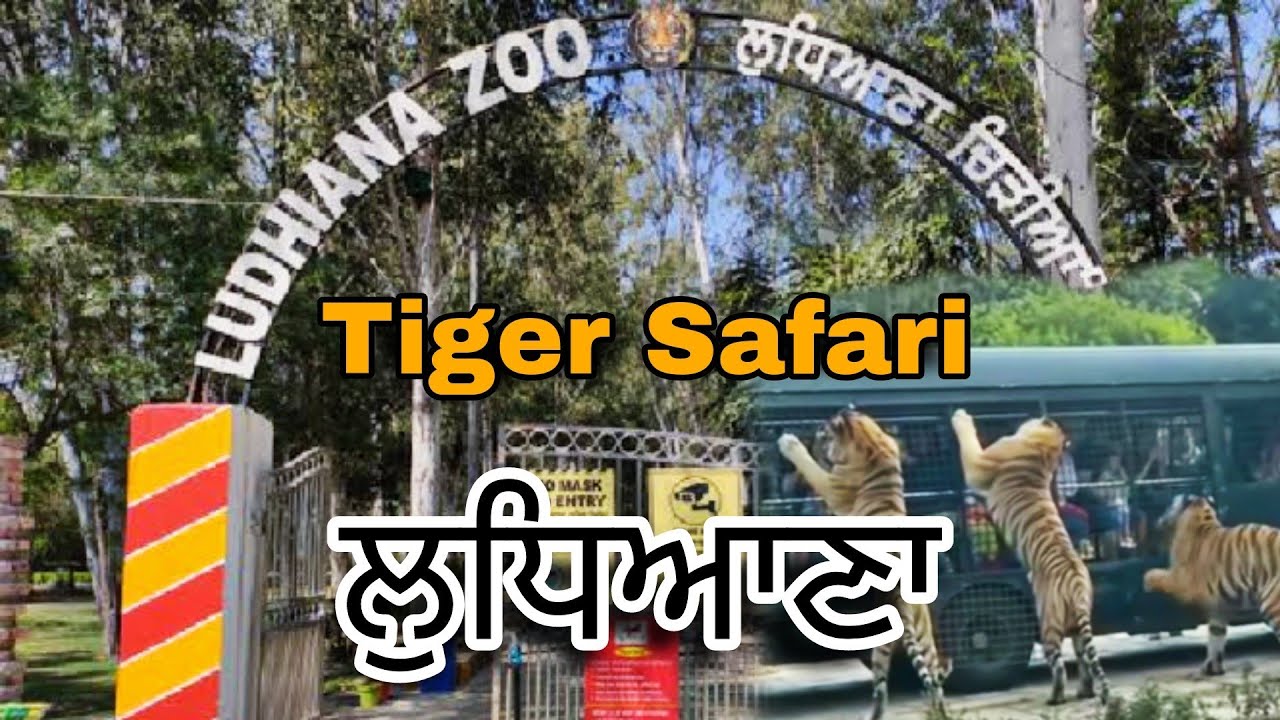 Ludhiana Zoo tiger safari in ludhiana ਚਿੜੀਆਘਰ ਲੁਧਿਆਣਾ YouTube