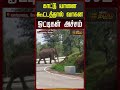 Kovai | Elephant | Viral Video | காட்டு யானை கூட்டத்தால் வாகன ஓட்டிகள், பொதுமக்கள் அச்சம்