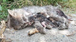 Après l'Accident, Abandonnée sur le côté de la Route, Personne ne s'est Arrêté pour l'Aider !