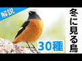 超入門!冬に見る鳥30種【解説】