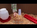 Ducklings  gosling starter kits from metzer farms