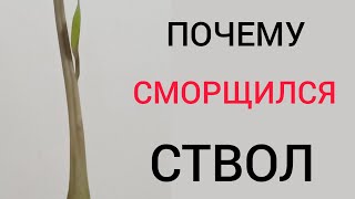 видео: СМОРЩИЛСЯ 😱 СТВОЛ (рахис) у замиокулькаса. Причины. Что делать? картинка: СМОРЩИЛСЯ 😱 СТВОЛ (рахис) у замиокулькаса. Причины. Что делать?