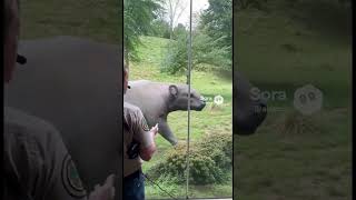 Visiting extinct animals at the zoo——Titanohyrax（AI generation） #animals #zoo #cute