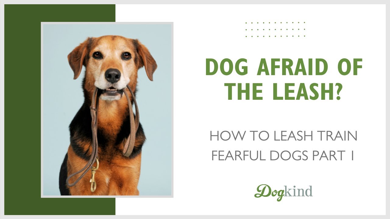 how to put a leash on a fearful dog