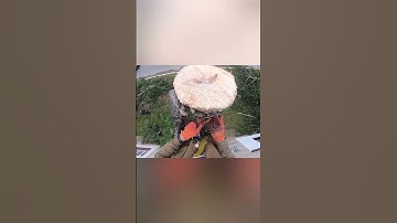 Incredible Fastest Skill Huge Tree Felling With Chainsaw, Dangerous Stihl Chainsaw Cutting Tree Down