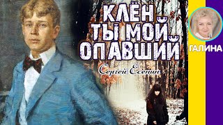 Клён ты мой опавший Есенин С. Слушать стихи Есенина