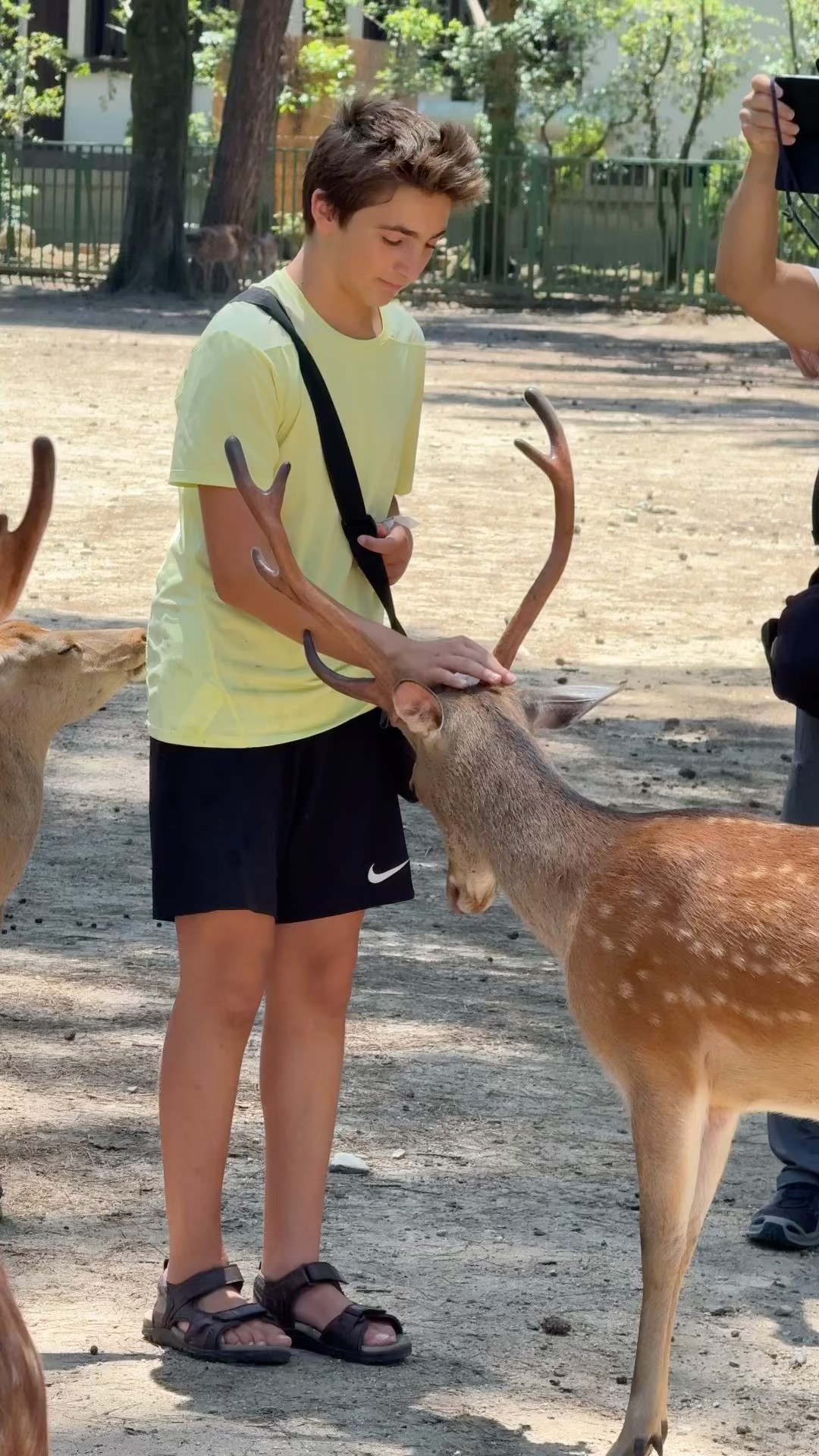 鹿と過ごす最高の時間🦌✨｜奈良公園で思いっき - YouTube