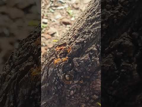 Eruve kempu eruve #shortvideo